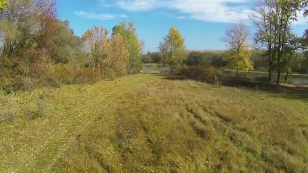 Over gele boom en rivier. Luchtfoto herfst schot — Stockvideo