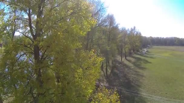 Arriba de la orilla del río con árbol amarillo en otoño. Disparo aéreo — Vídeos de Stock