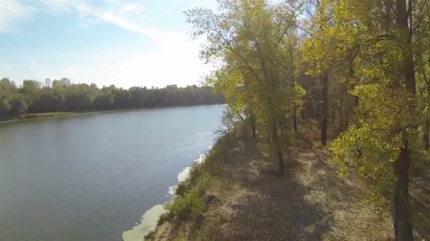 Omhoog over rivieroever met gele boom in de herfst. Luchtfoto — Stockvideo