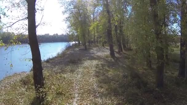 Survolez la rive de la rivière avec un arbre jaune en automne. Aérien 