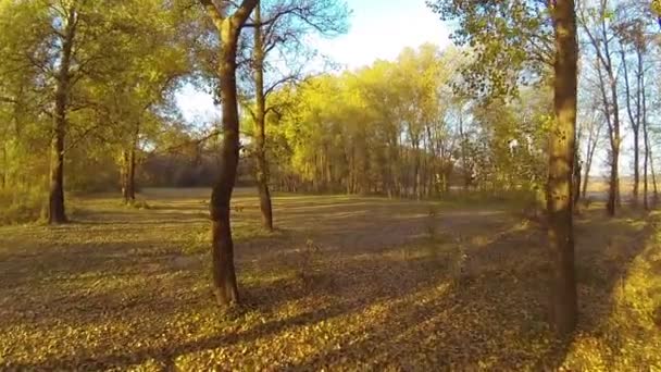 Paysage forestier d'automne lumineux. Plan aérien 