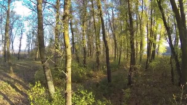 低速飛行の森。空中ショット — ストック動画