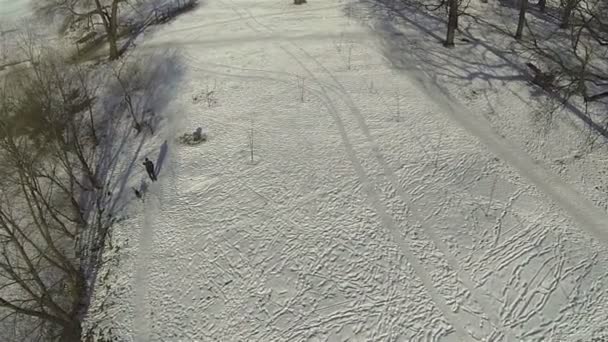 Person mit Hund im Winter. Antenne — Stockvideo