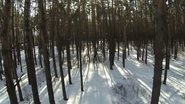 Hermoso vuelo lento en madera de invierno. Antena — Vídeos de Stock