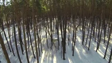 Güzel kış günü ormanda üzerinde uçuş. Hava manzara
