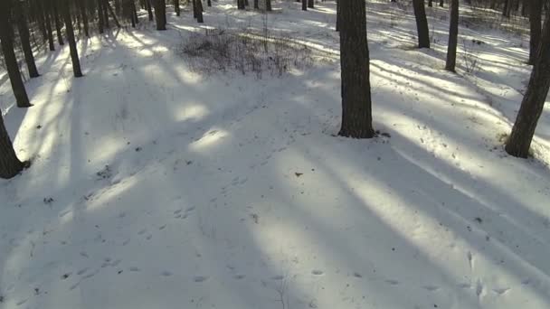 Снег в зимнем лесу. Воздушный пейзаж — стоковое видео