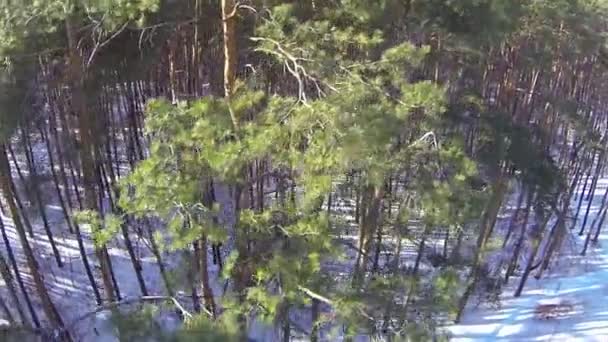 Bosque de invierno y nieve. Paisaje aéreo — Vídeos de Stock