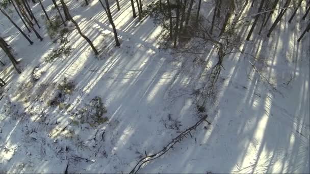 Tree in winter wood .Aerial — Stock Video