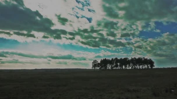Clouds in field with trees. Timelapse — Stock Video