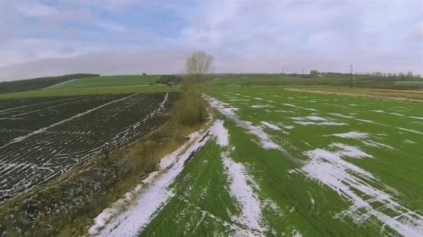 Campo verde y árbol. Paisaje aéreo — Vídeos de Stock