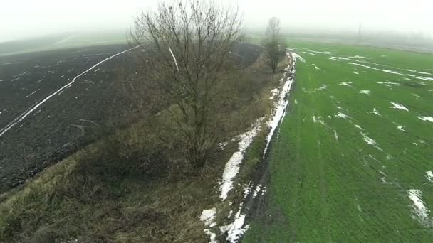 Tree in the field in foggy day. Aerial. — Stock Video