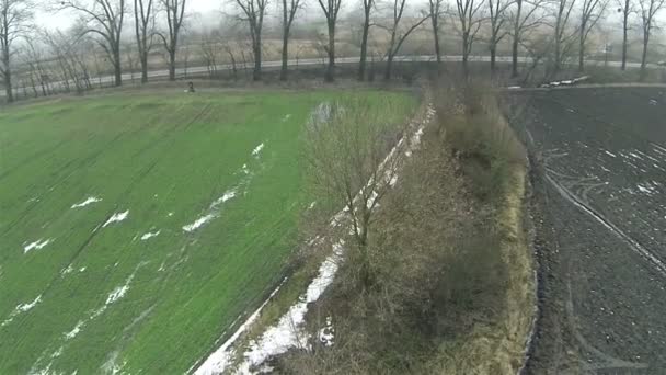 Tree in the field in foggy day. Aerial top  view. — Stock Video