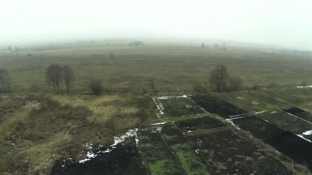 Campo con árboles en día de niebla. Antena  . — Vídeo de stock