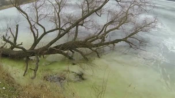 Winter bevroren meer met omgevallen boom. Luchtfoto. — Stockvideo