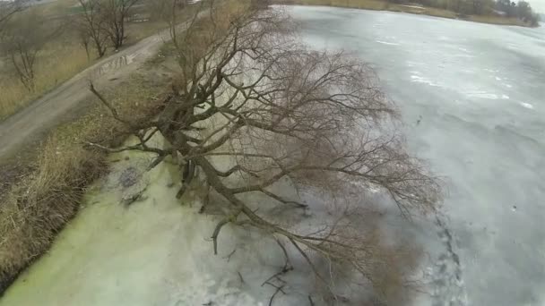 Inverno lago congelado com árvore caída. Paisagem aérea — Vídeo de Stock