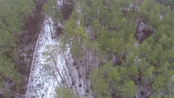 Hermoso vuelo sobre madera de invierno.. Aérea — Vídeos de Stock