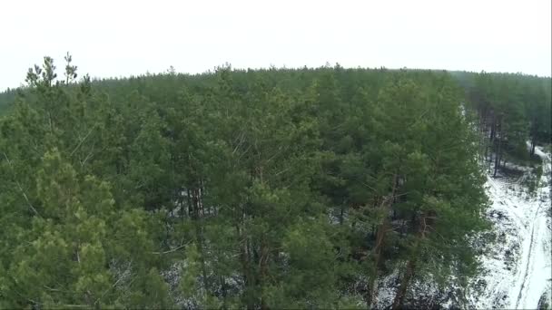 Skogen vinterlandskap... Flygfoto — Stockvideo