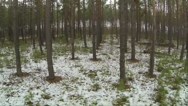 Vuelo entre árboles en bosque.. Vista aérea — Vídeos de Stock