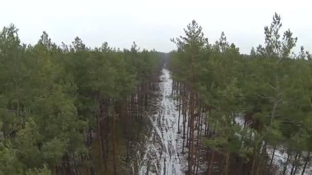 Bosque de carretera.. Vista aérea — Vídeo de stock