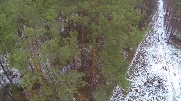 Trees in  wood. Charm of nature..Aerial  view — Stock Video