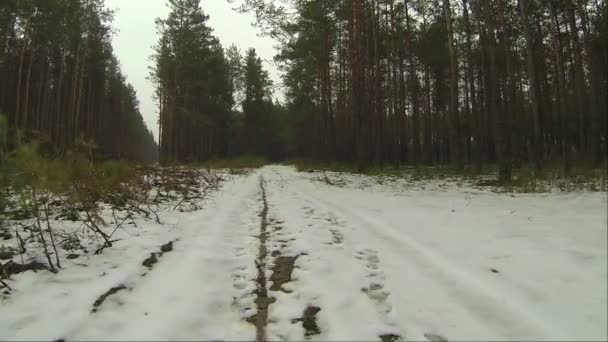 Lesní cesta v zimě — Stock video