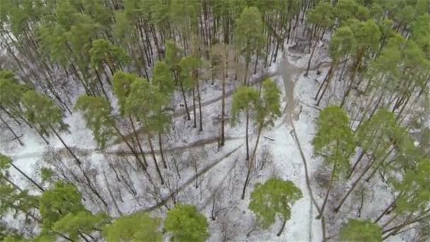 Bois d'hiver à partir de la hauteur du vol de l'oiseau. 