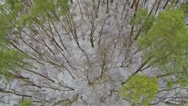 Vuelo sobre un bosque invernal. — Vídeo de stock