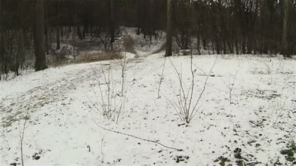 Sobre un bosque de invierno. Antena — Vídeos de Stock