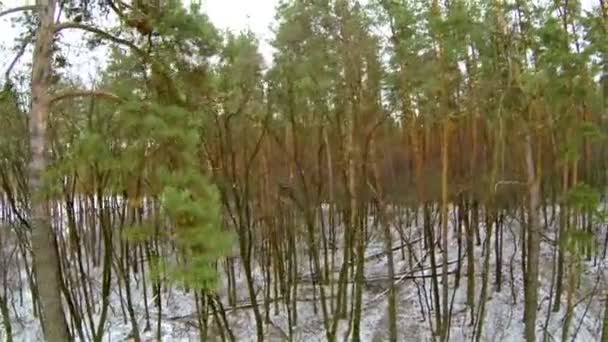 Sobre un bosque de invierno. Antena — Vídeos de Stock