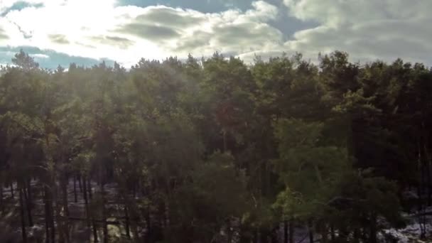 Hermoso vuelo sobre madera con sol. Antena — Vídeo de stock