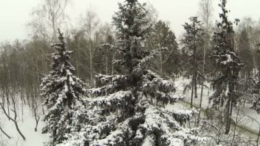 Kış manzara orman. Hava