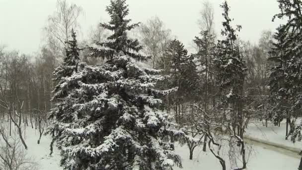 Parque de invierno. Antena — Vídeo de stock