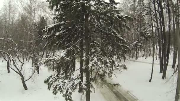 Inverno no parque da cidade. Aviação — Vídeo de Stock