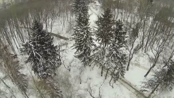 Volo sopra gli alberi invernali nel parco. Aerea — Video Stock