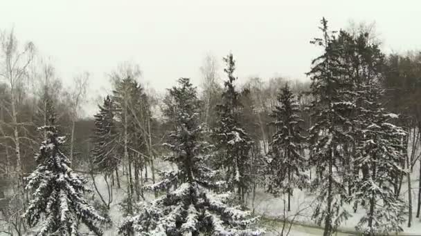 Vlucht over winter bomen in park. Luchtfoto — Stockvideo