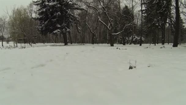 Vlucht over sneeuw in park. Luchtfoto — Stockvideo