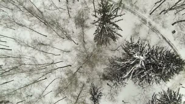 冬の森。トップ回転ビュー。空中 — ストック動画