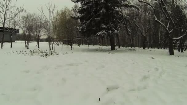 Vuelo sobre nieve en el parque. Antena — Vídeo de stock