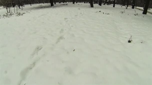 Vuelo sobre nieve en el parque de invierno. Antena — Vídeo de stock