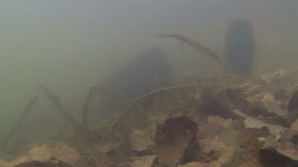 Movimento com imersão em um lago — Vídeo de Stock