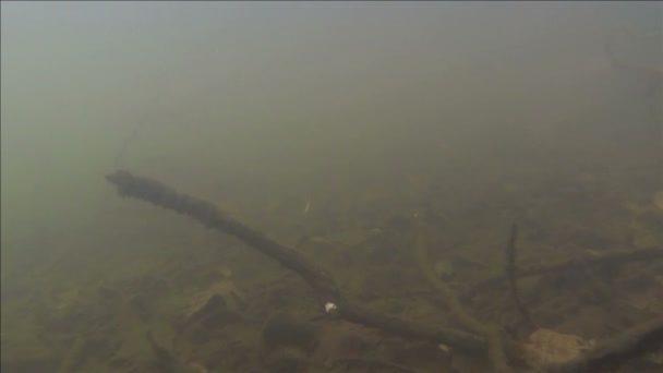 浸泡在池塘中的运动 — 图库视频影像