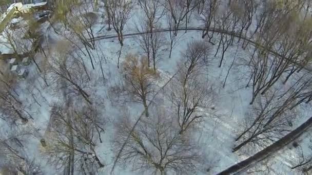 Bomen in park in de winter. Luchtfoto — Stockvideo