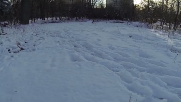 Snö i park och solen. Antenn — Stockvideo