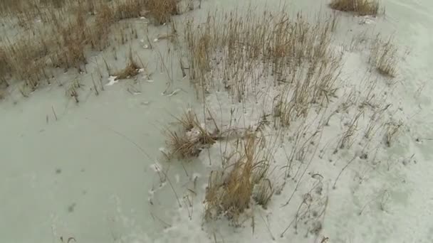 Frozen lake with a cane in winter. Aerial — Stock Video