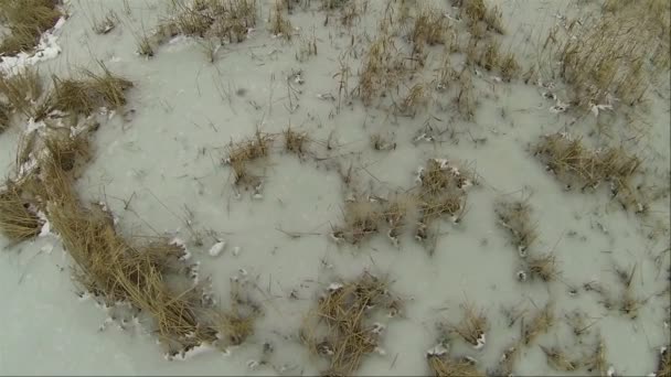 Zamarznięte jezioro z trzciny cukrowej w okresie zimowym. Powolny anteny — Wideo stockowe