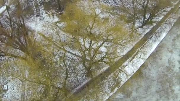 나무와 호수입니다. 겨울 풍경입니다. 공중 — 비디오