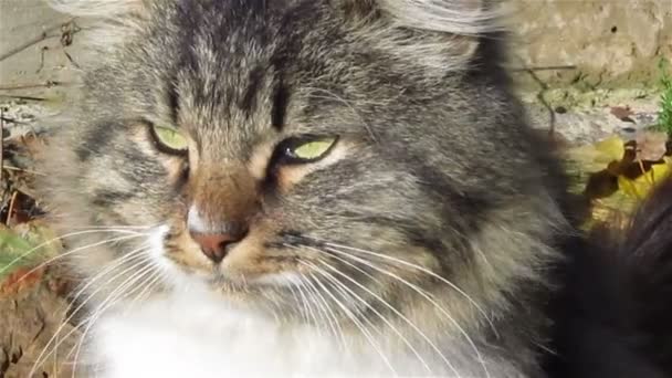 Muzzle of a cat close up — Stock Video