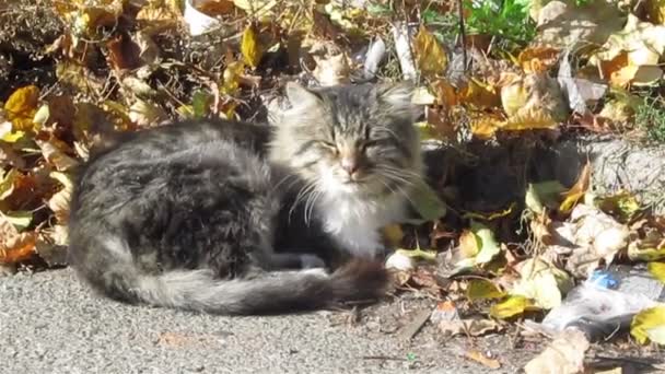 Chat de rue se prélasse au soleil — Video