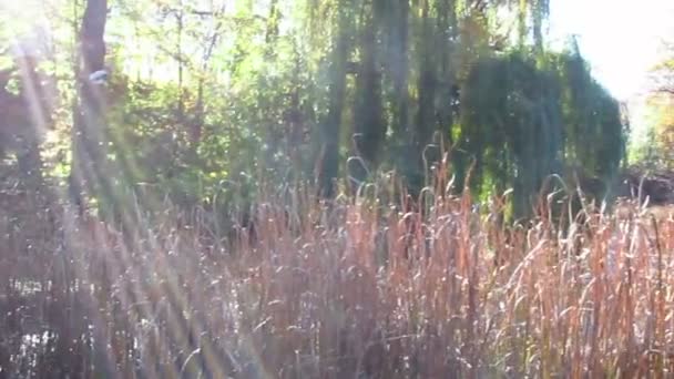 Panorama del parque de otoño con un bastón — Vídeos de Stock