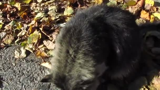 Gato na rua no dia ventoso — Vídeo de Stock